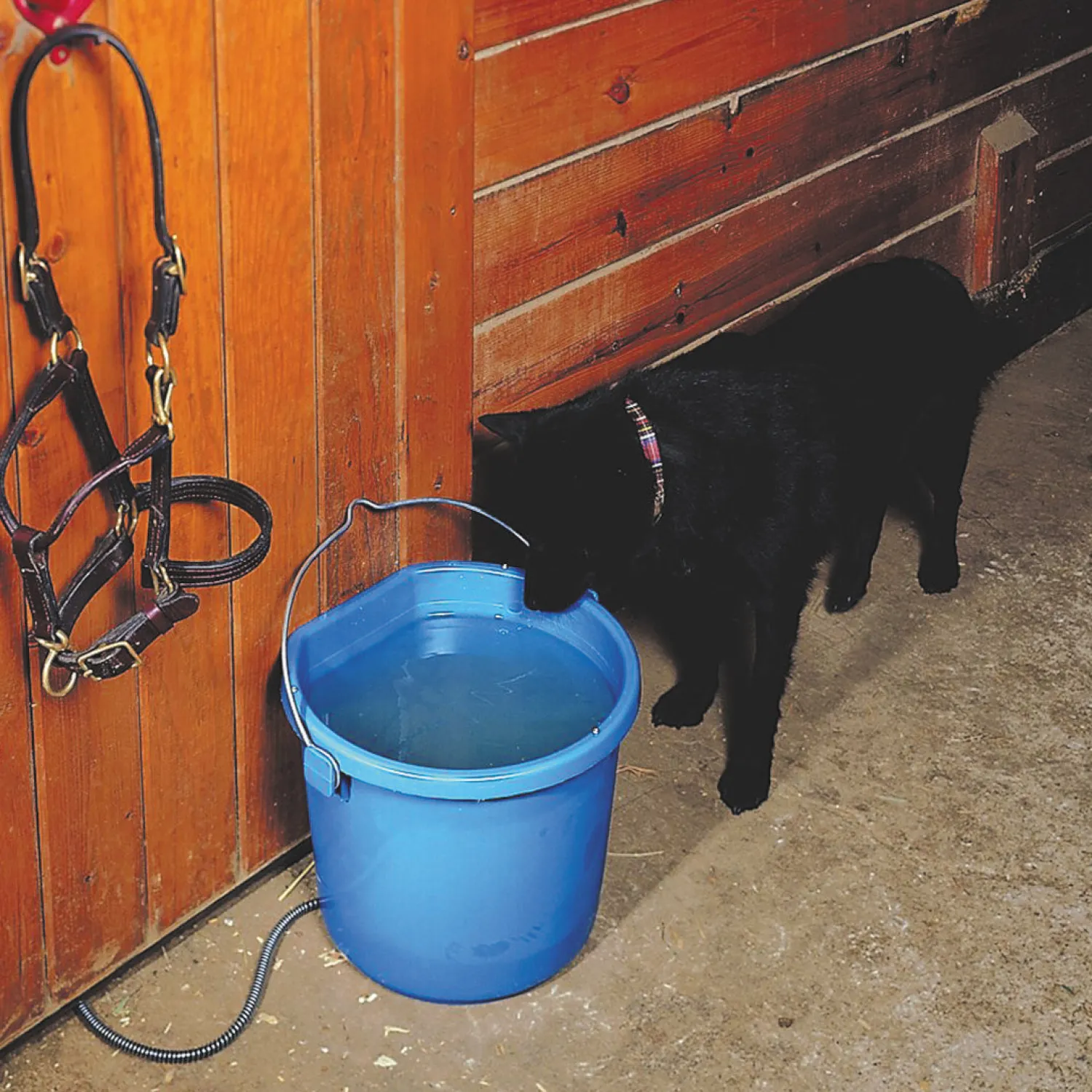 ANIMAL HEALTH INT API® 20-Quart Heated Flatback Bucket Blue