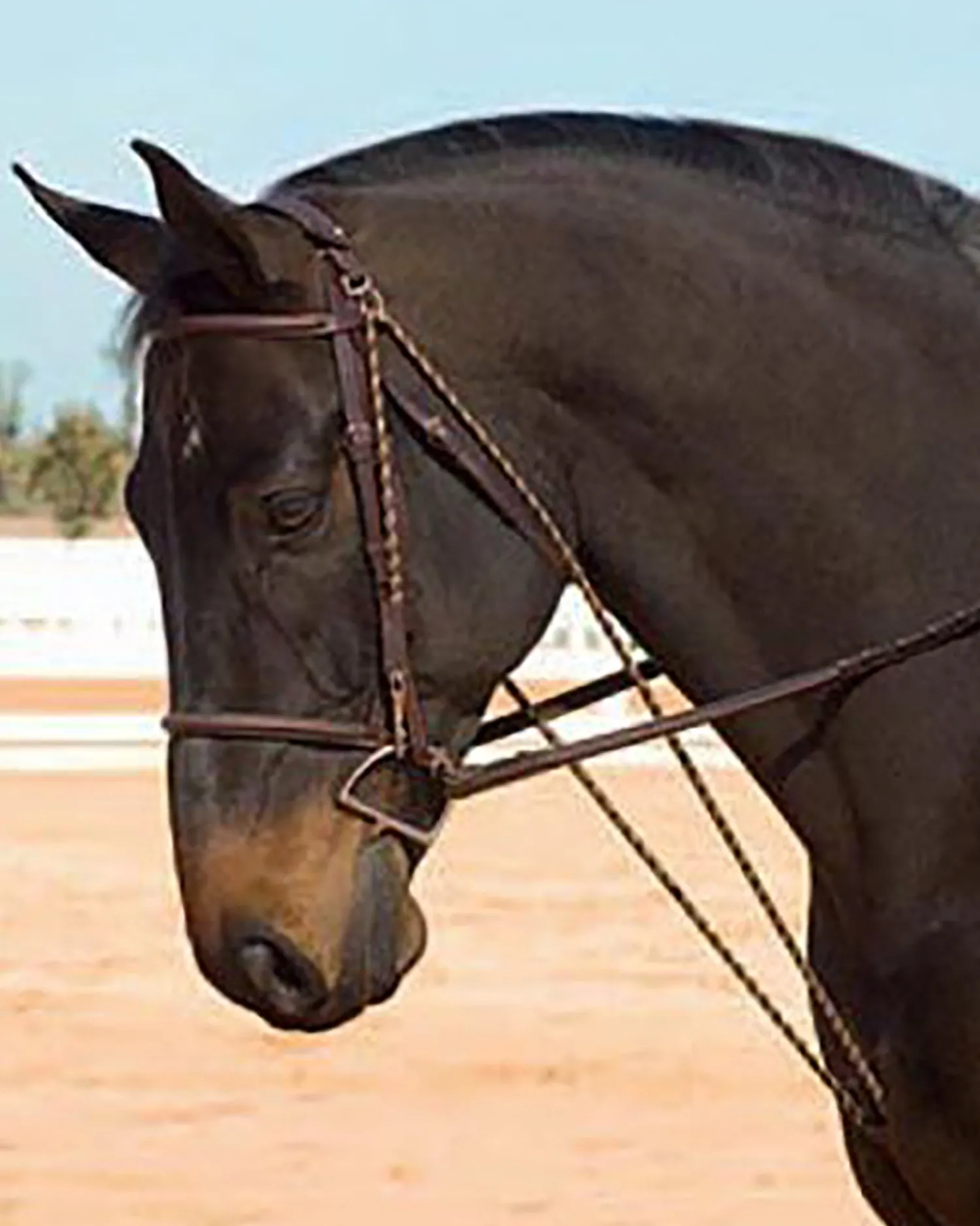 Discount ERS Camelot™ Chambon Dark Brown