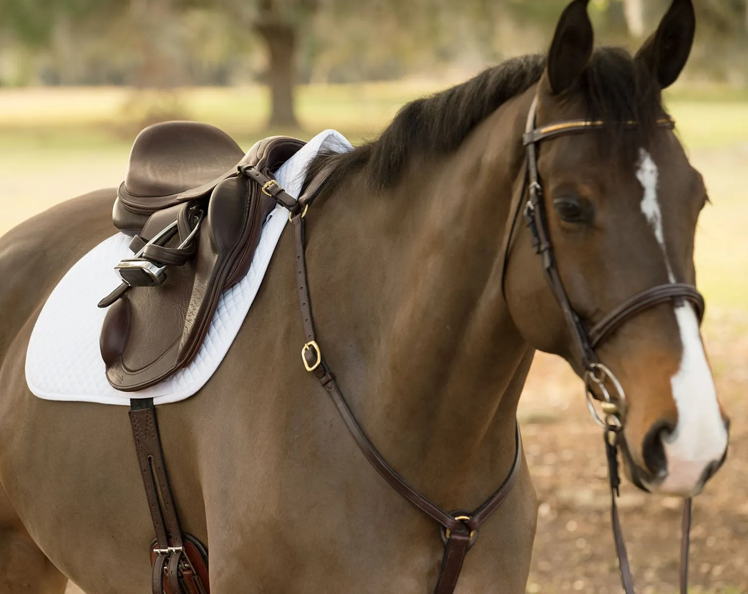 Best CUEROS SANTA CRUZ Circuit™ Premier Monoflap Event Saddle Chocolate