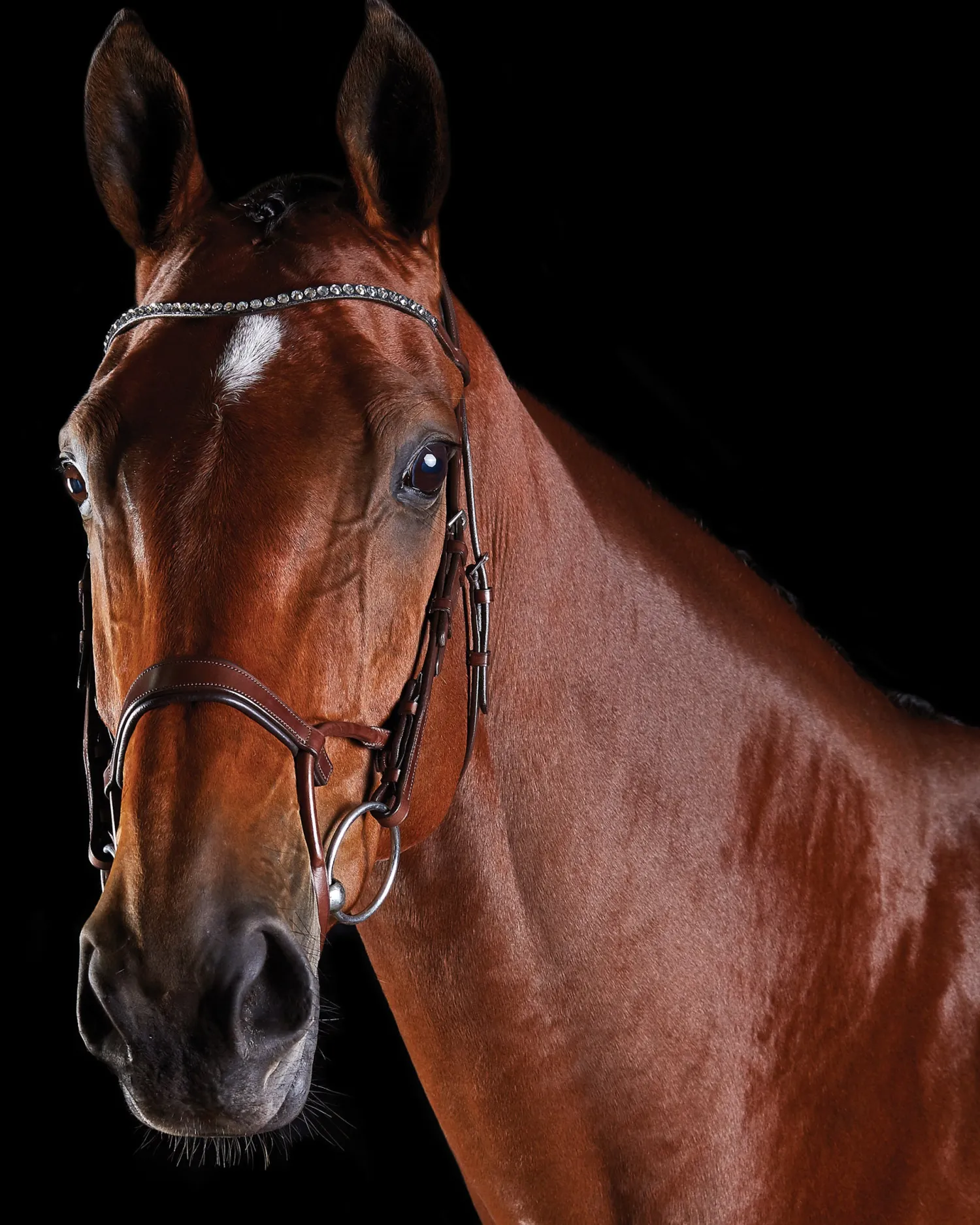 Outlet WEATHERBEETA Collegiate® ComFiTec™ Crystal Bridle
