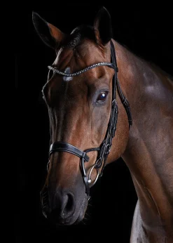 Outlet WEATHERBEETA Collegiate® ComFiTec™ Crystal Bridle