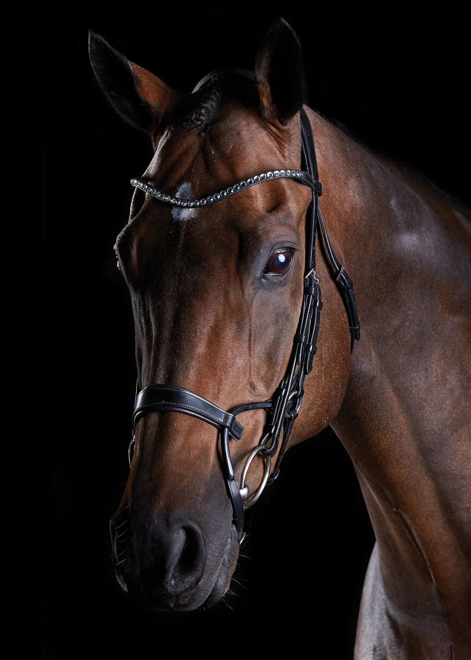 Outlet WEATHERBEETA Collegiate® ComFiTec™ Crystal Bridle