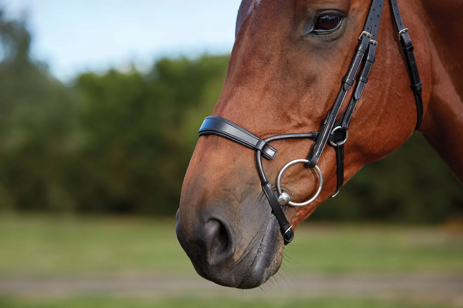Online WEATHERBEETA Collegiate® ComFiTec™ Training Bridle