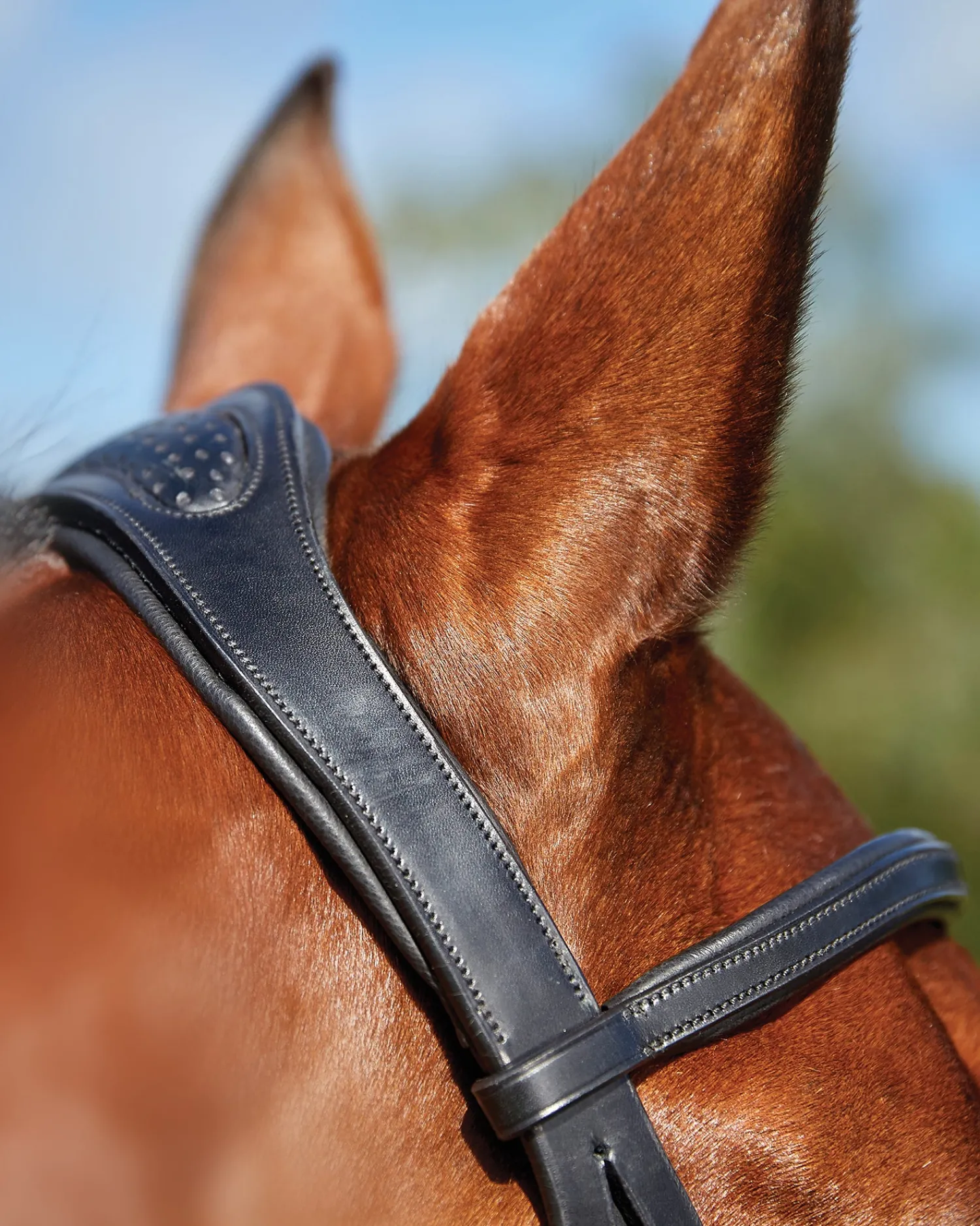 Online WEATHERBEETA Collegiate® ComFiTec™ Training Bridle