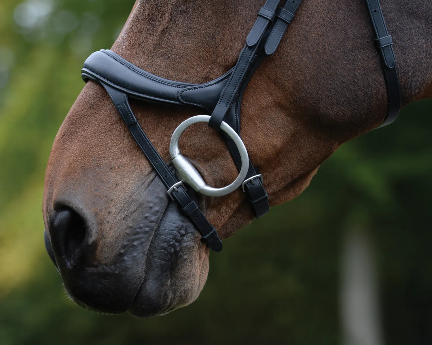 Hot WEATHERBEETA Collegiate® ComFiTec™ Vogue Anatomic Bridle