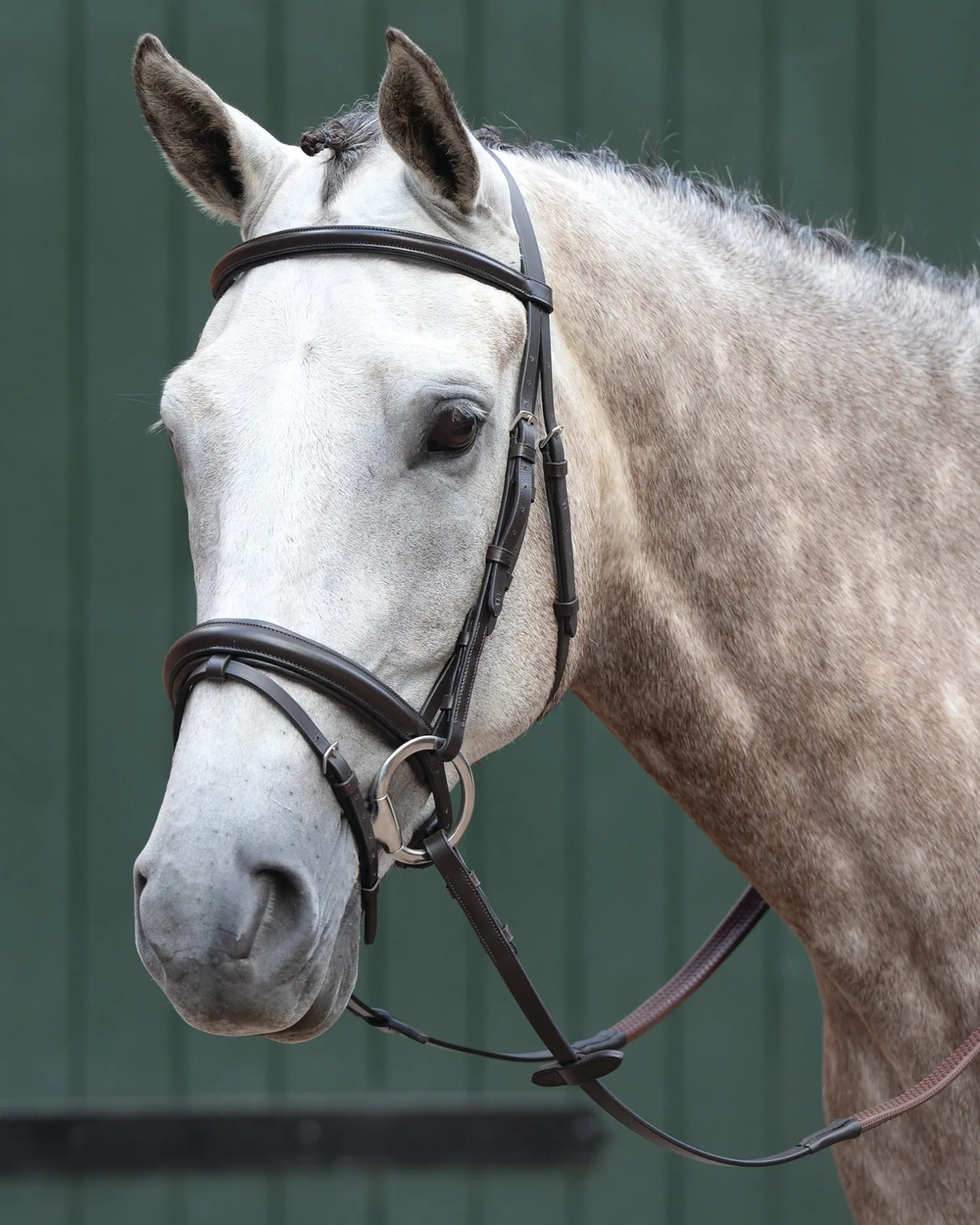 WEATHERBEETA Collegiate® Essential Padded Raised Flash Bridle