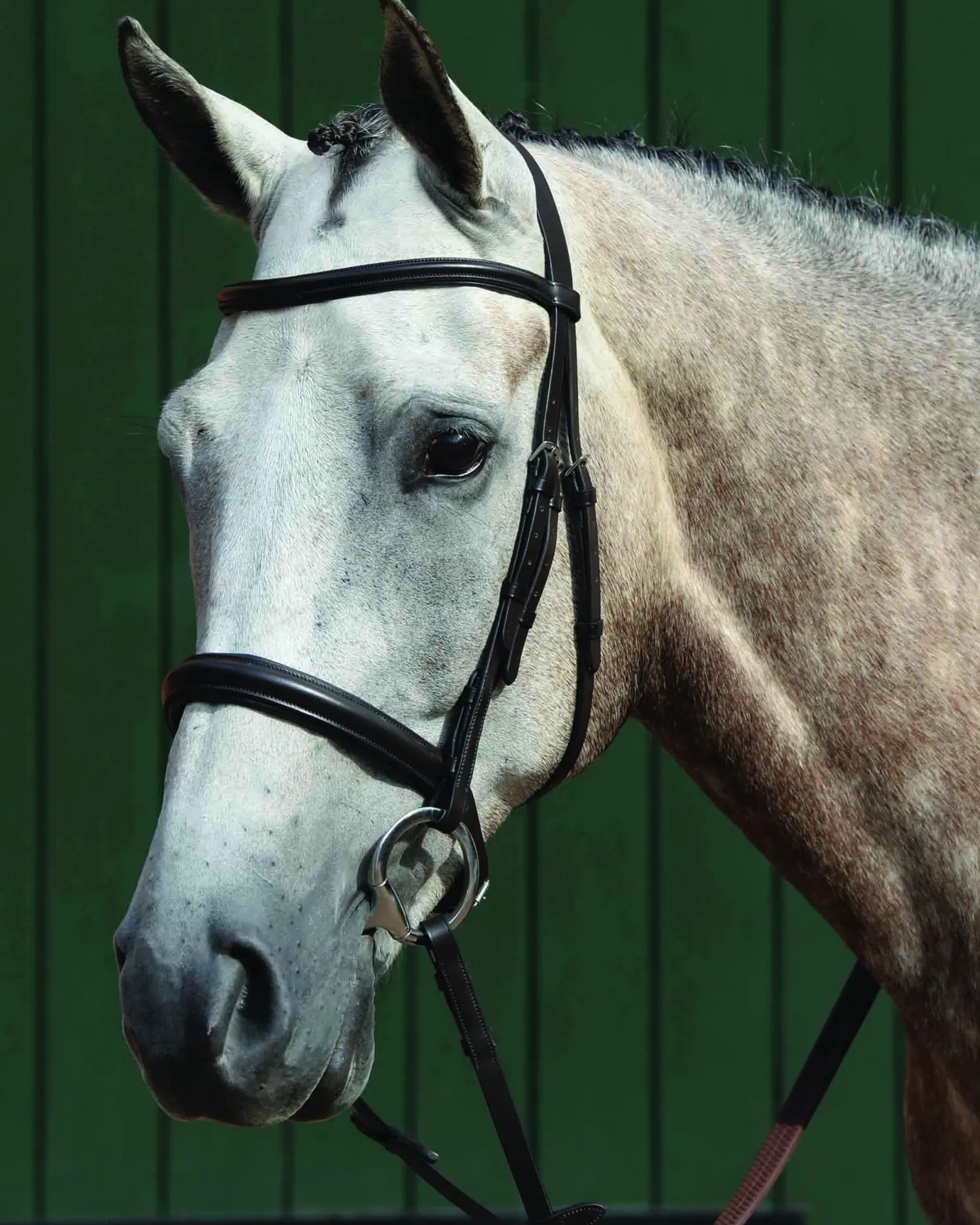 WEATHERBEETA Collegiate® Essential Padded Raised Caveson Bridle