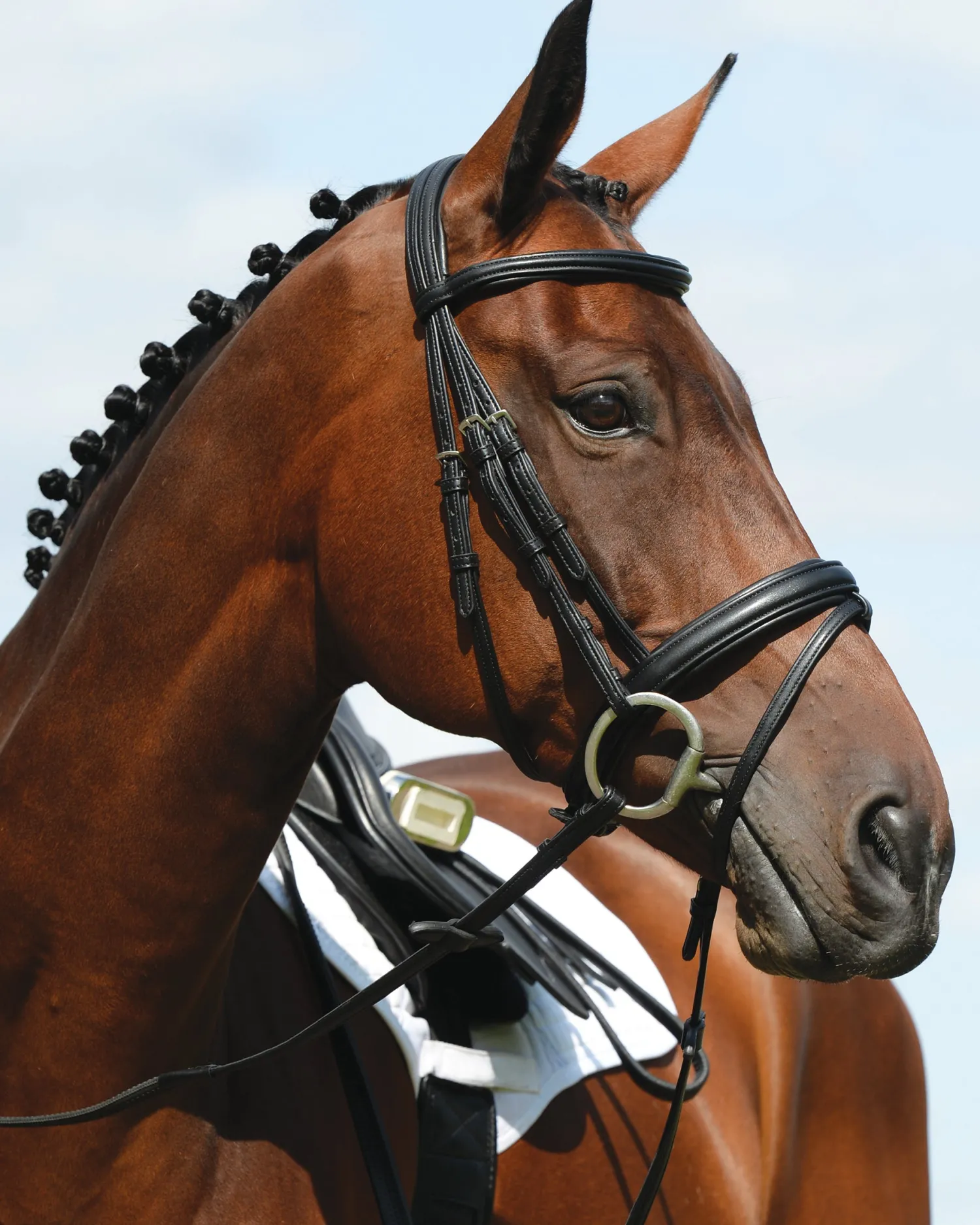 New WEATHERBEETA Collegiate Syntovia+ Padded Raised Flash Bridle