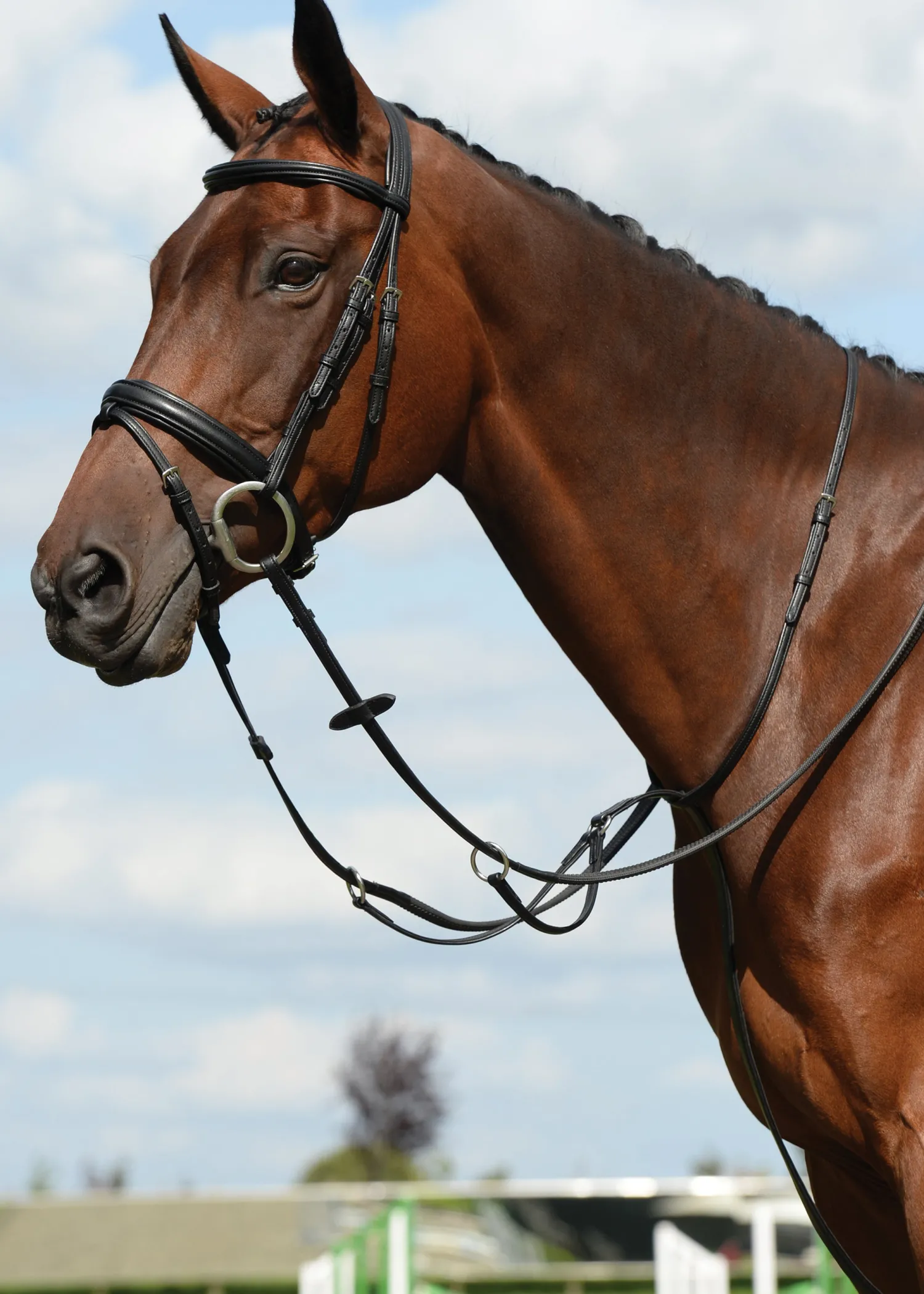 Online WEATHERBEETA Collegiate® Syntovia+ Plain Flat Running Martingale