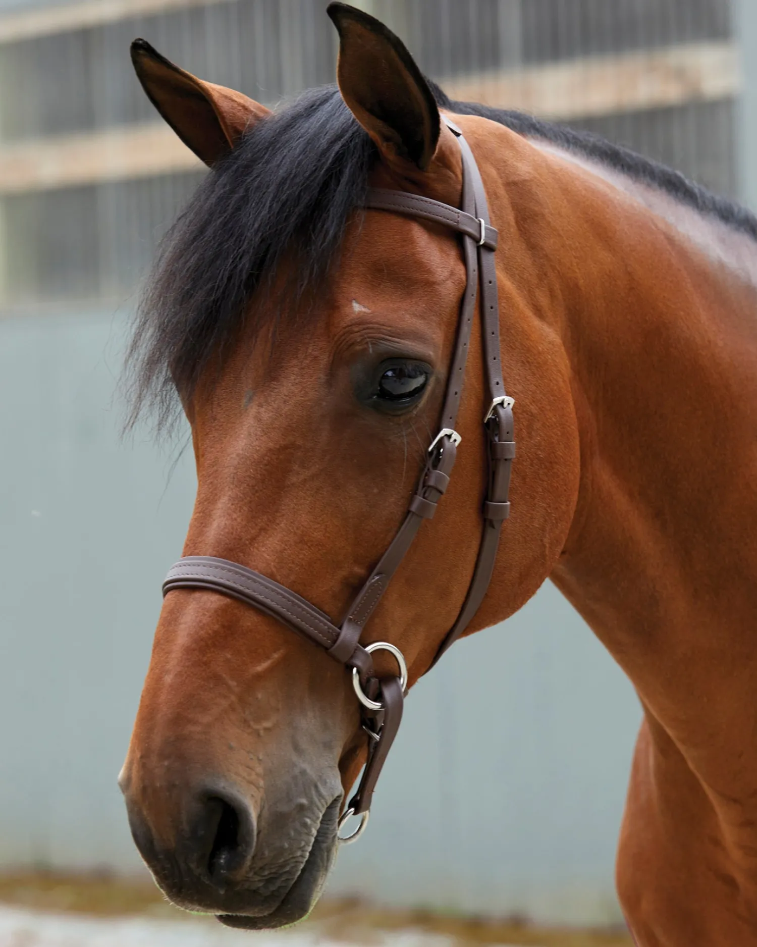 Discount BITLESS BRIDLE Dr. Cook's Beta BitlessBridle™