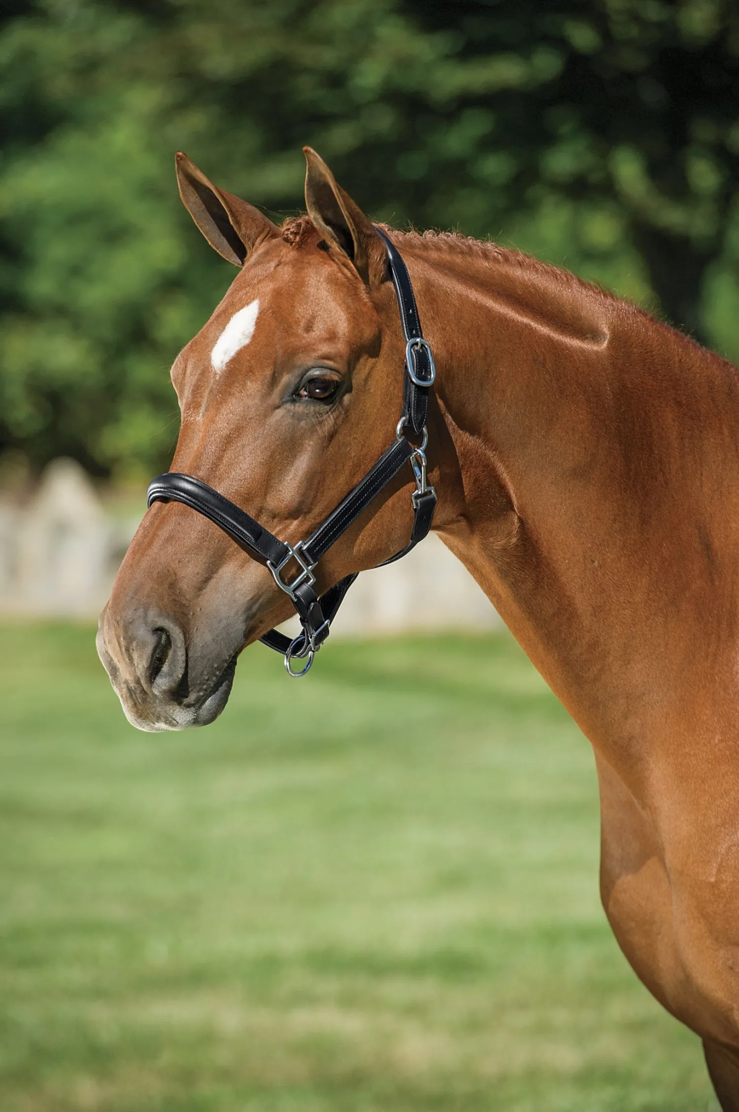 New HARMOHN KRAFT DS Classic Plain Raised Padded Halter