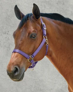 Hot ZEETA INTERNATIONAL DS Heavy Nylon Halter