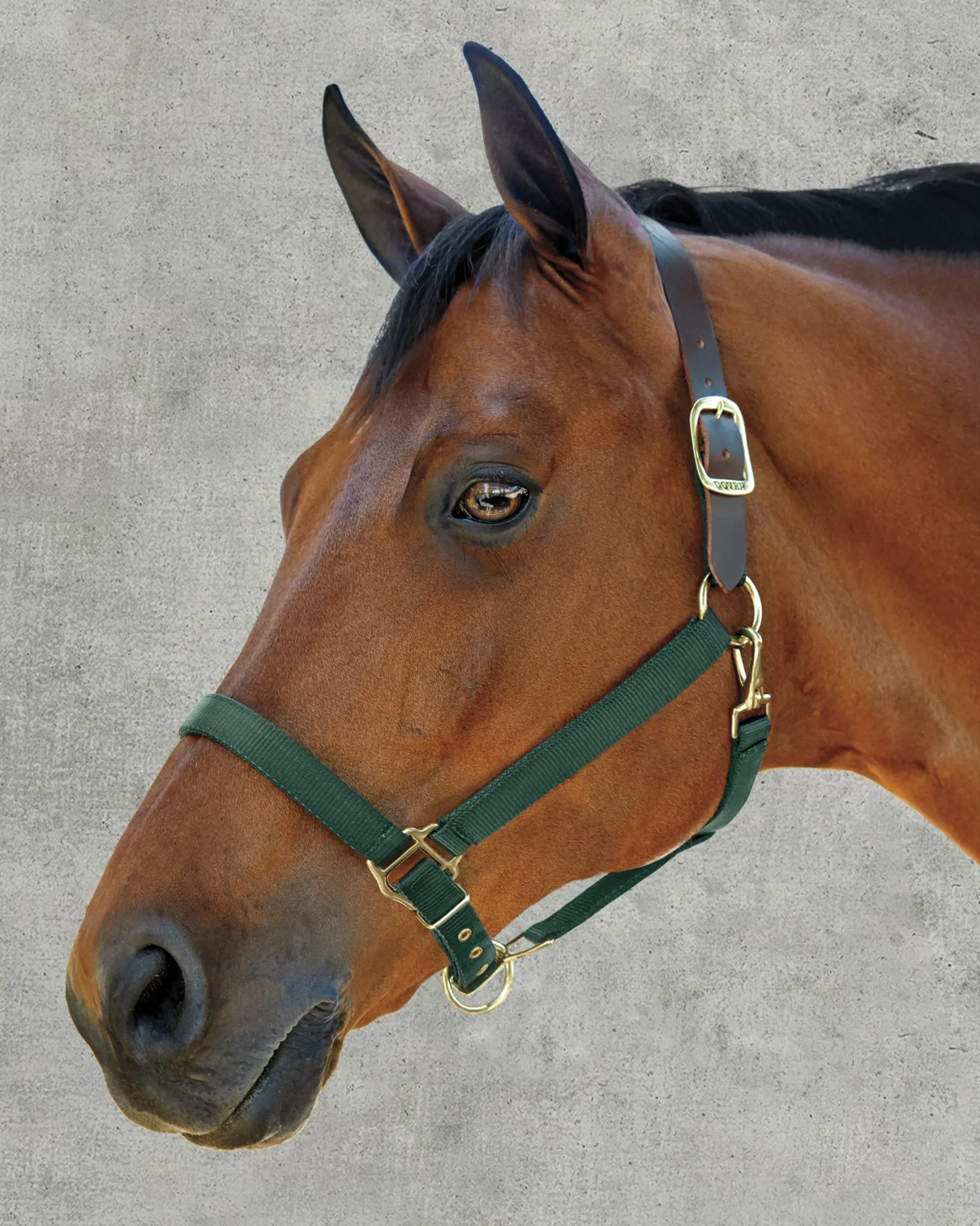Best ZEETA INTERNATIONAL DS Heavy Nylon Breakaway Halter