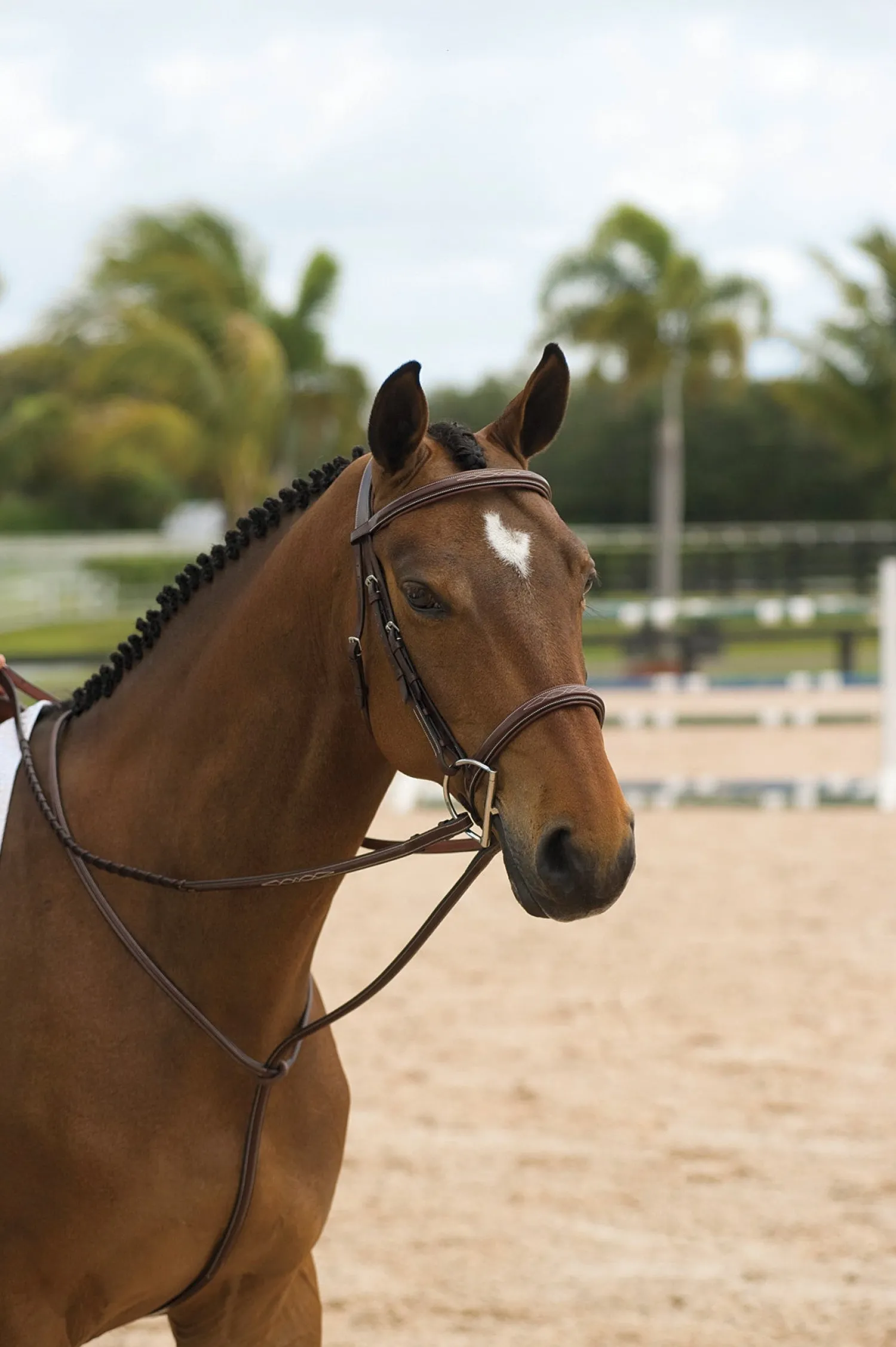 Sale KENTUCKY HORSEWEAR Dy'on® Standing Martingale Brown