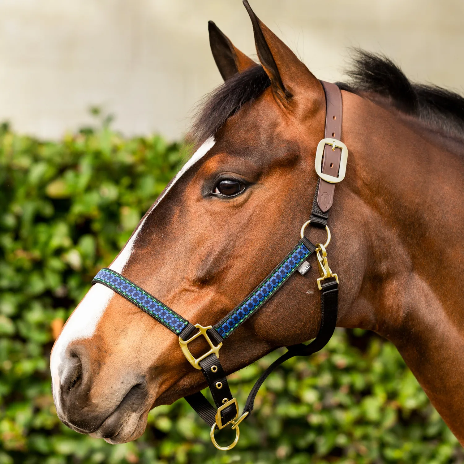 Outlet EQUINAVIA Pegasus Ribbon Breakaway Halter