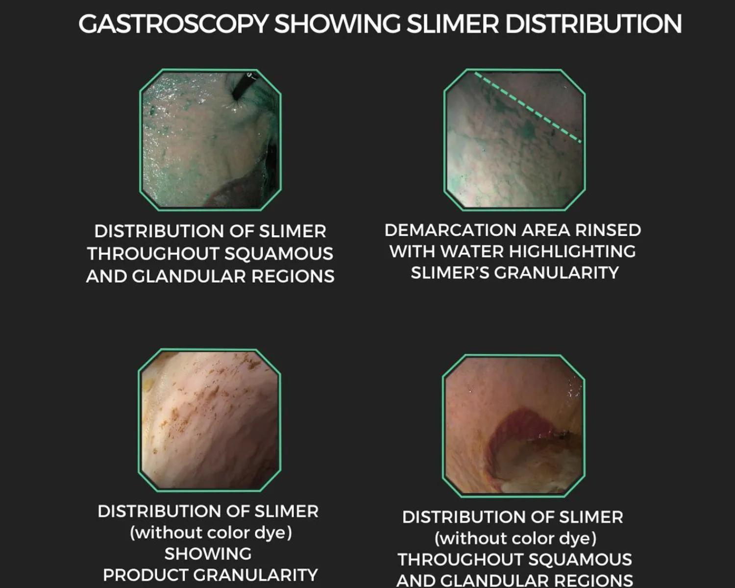 Online EQUINE ELIXIRS INC Equine Elixirs Slimer Liquid Gastric Support