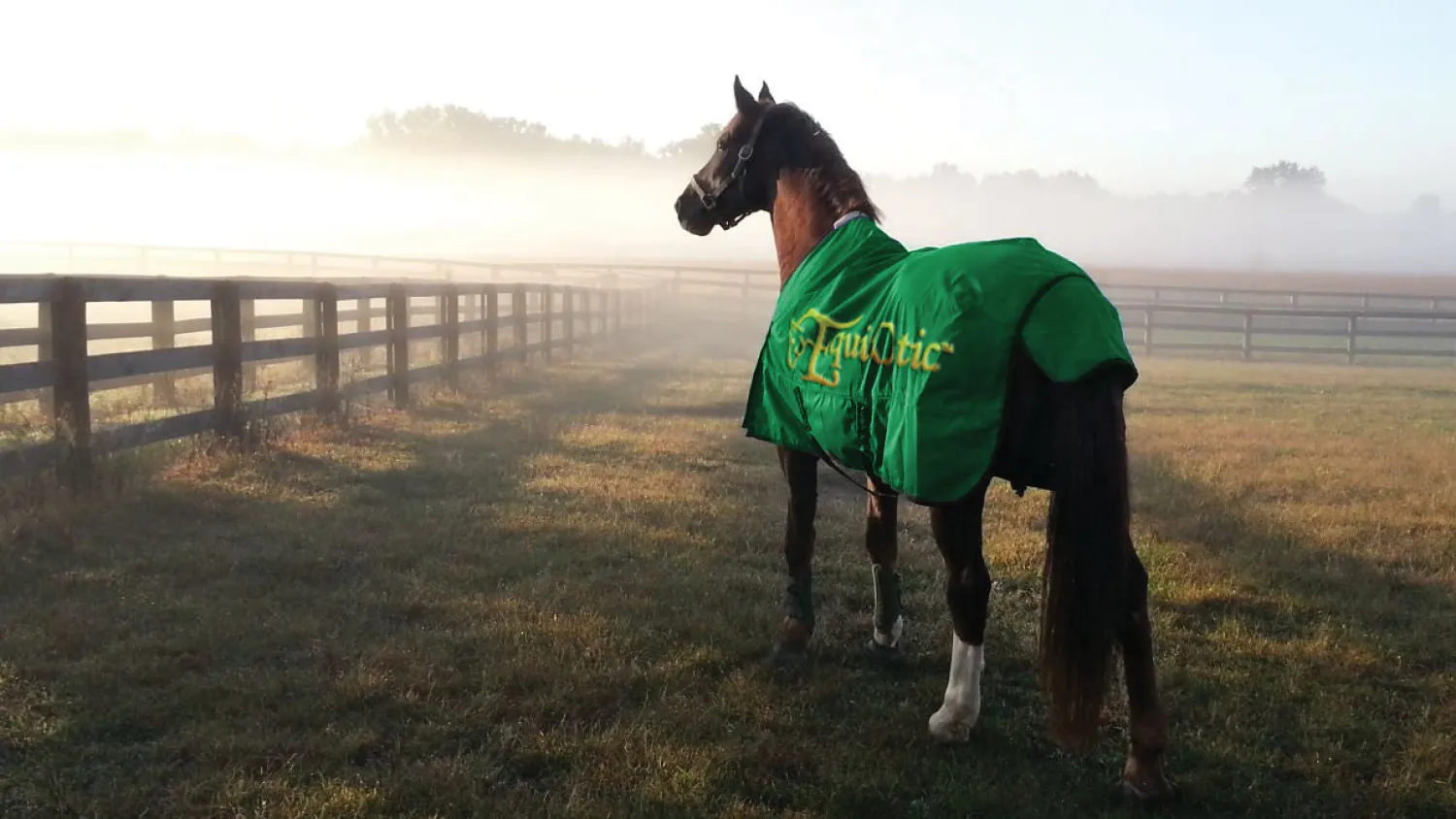 Hot BLUEGRASS ANIMAL EquiOtic™ Daily Packets-30 day