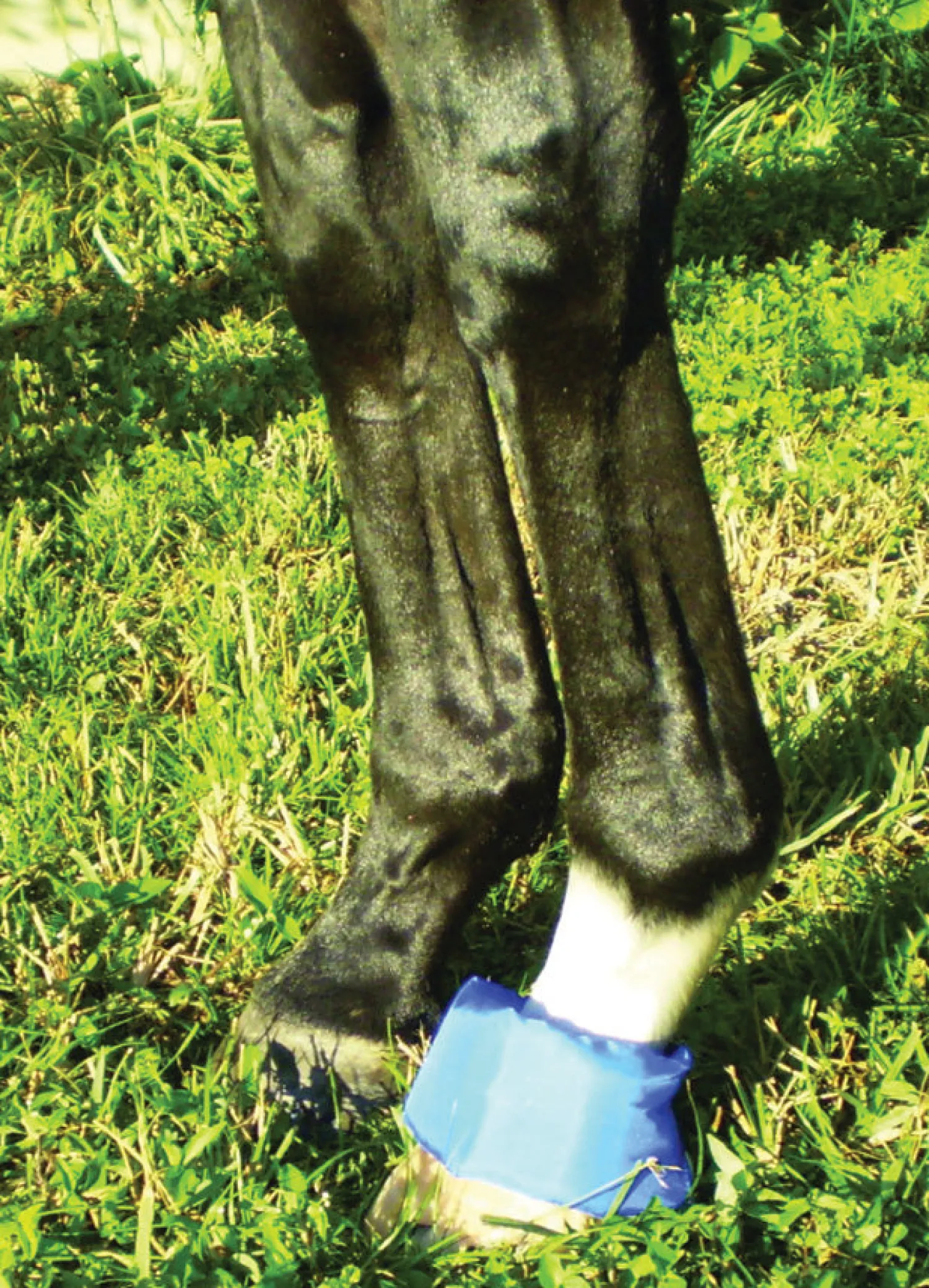 Discount EZ ICE Hoof - Founder Pack Blue