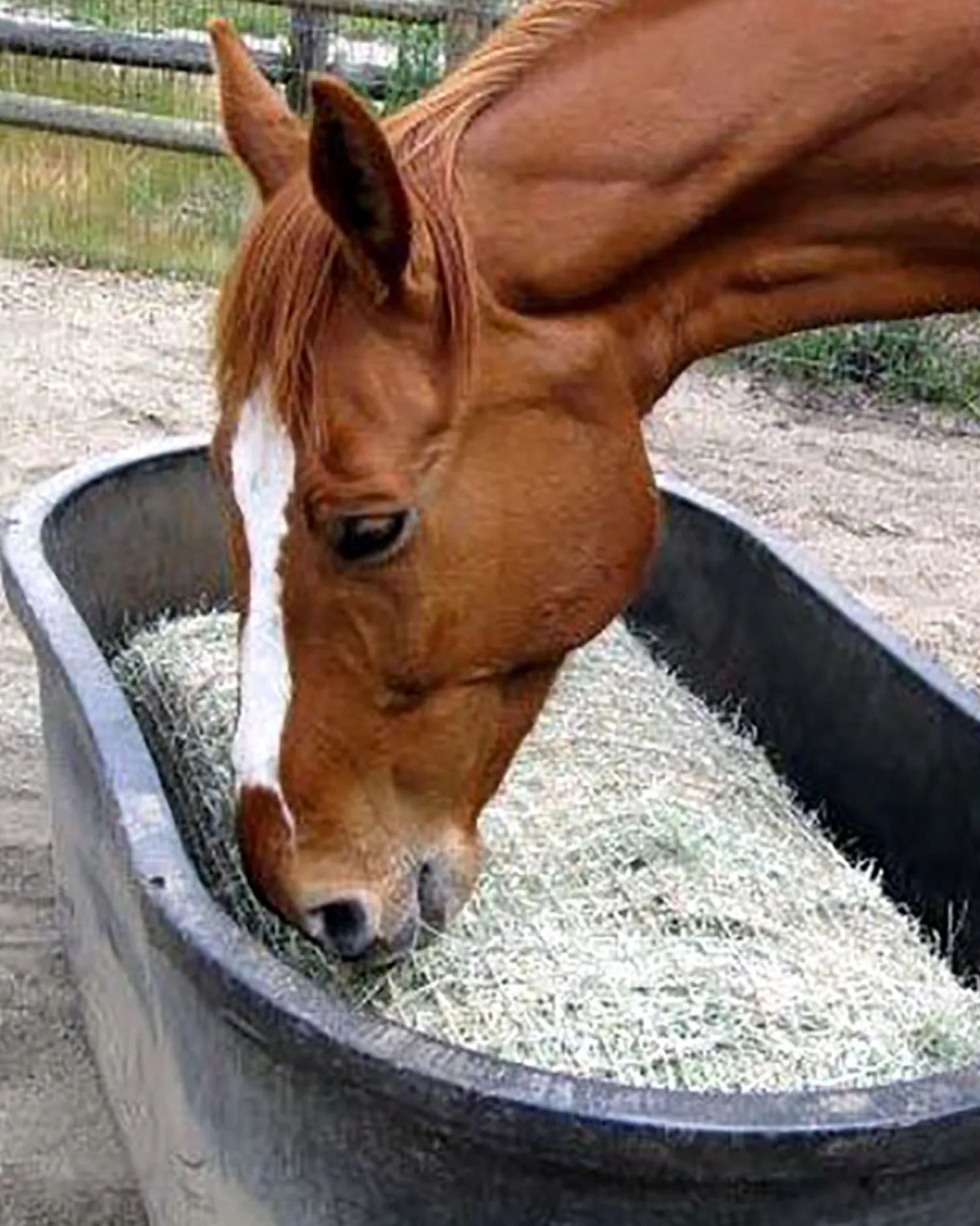 Sale KENSINGTON Freedom Feeder Full Bale Net Tan