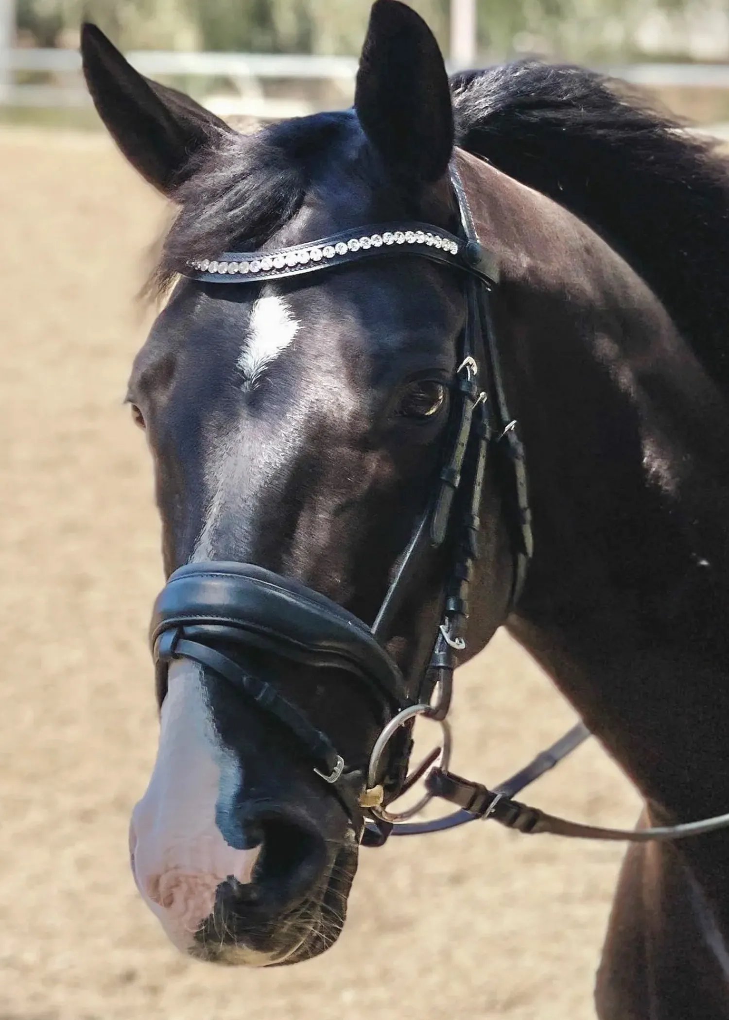 Clearance HALTER EGO Brixton Snaffle Bridle Black