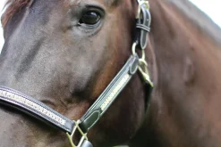Discount JPC EQUESTRIAN HDR Padded Jewel Halter