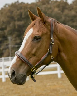 Online JPC EQUESTRIAN Henri de Rivel Cahill Padded Halter