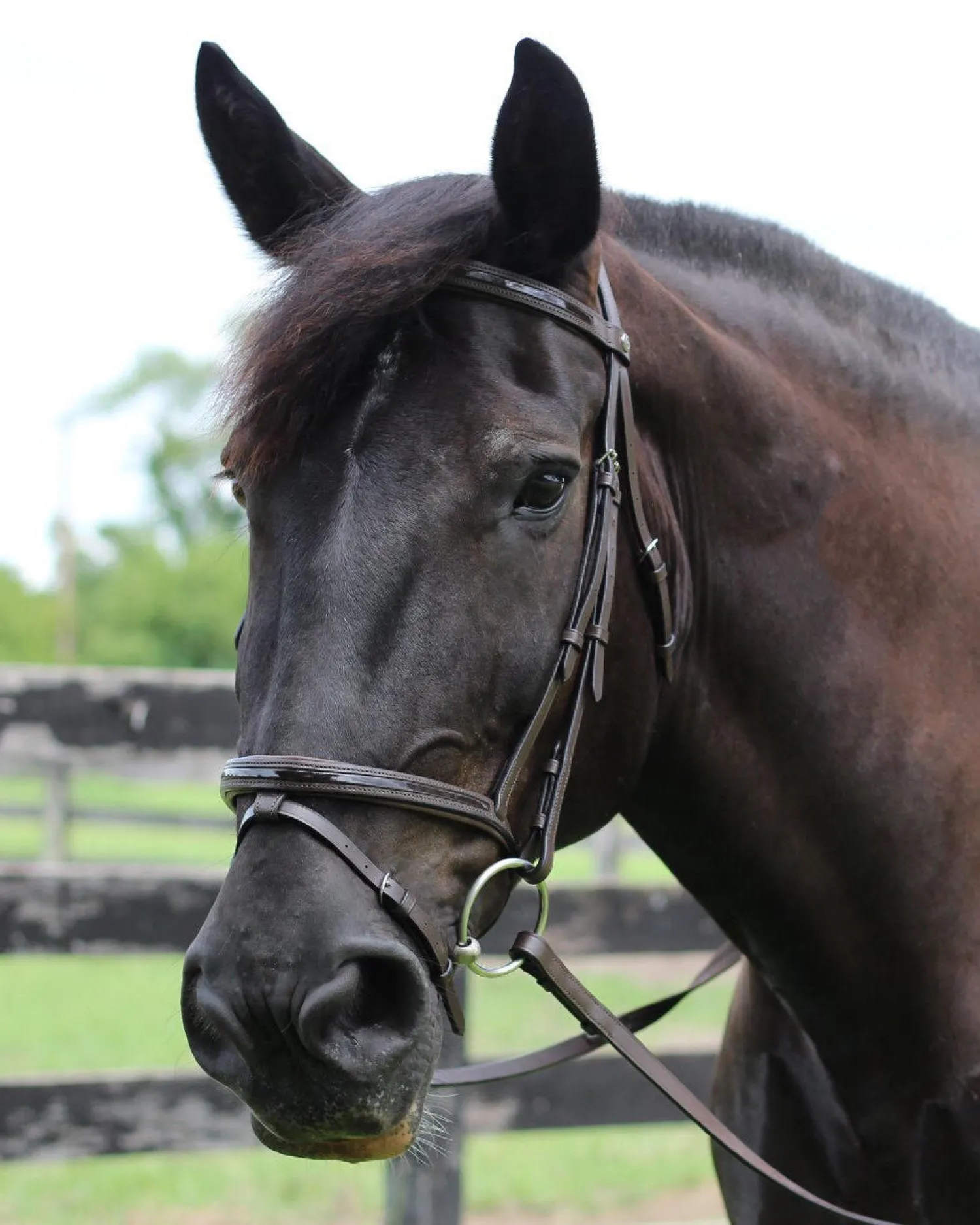 Online JPC EQUESTRIAN Henri de Rivel Piaffe Mono Crown Bridle with Flash Noseband & Patent Leather