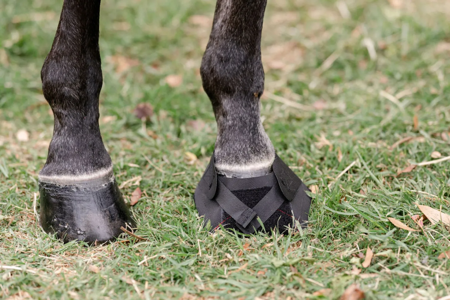 Sale MACKINNON Hoof Wraps™ Bandage Black