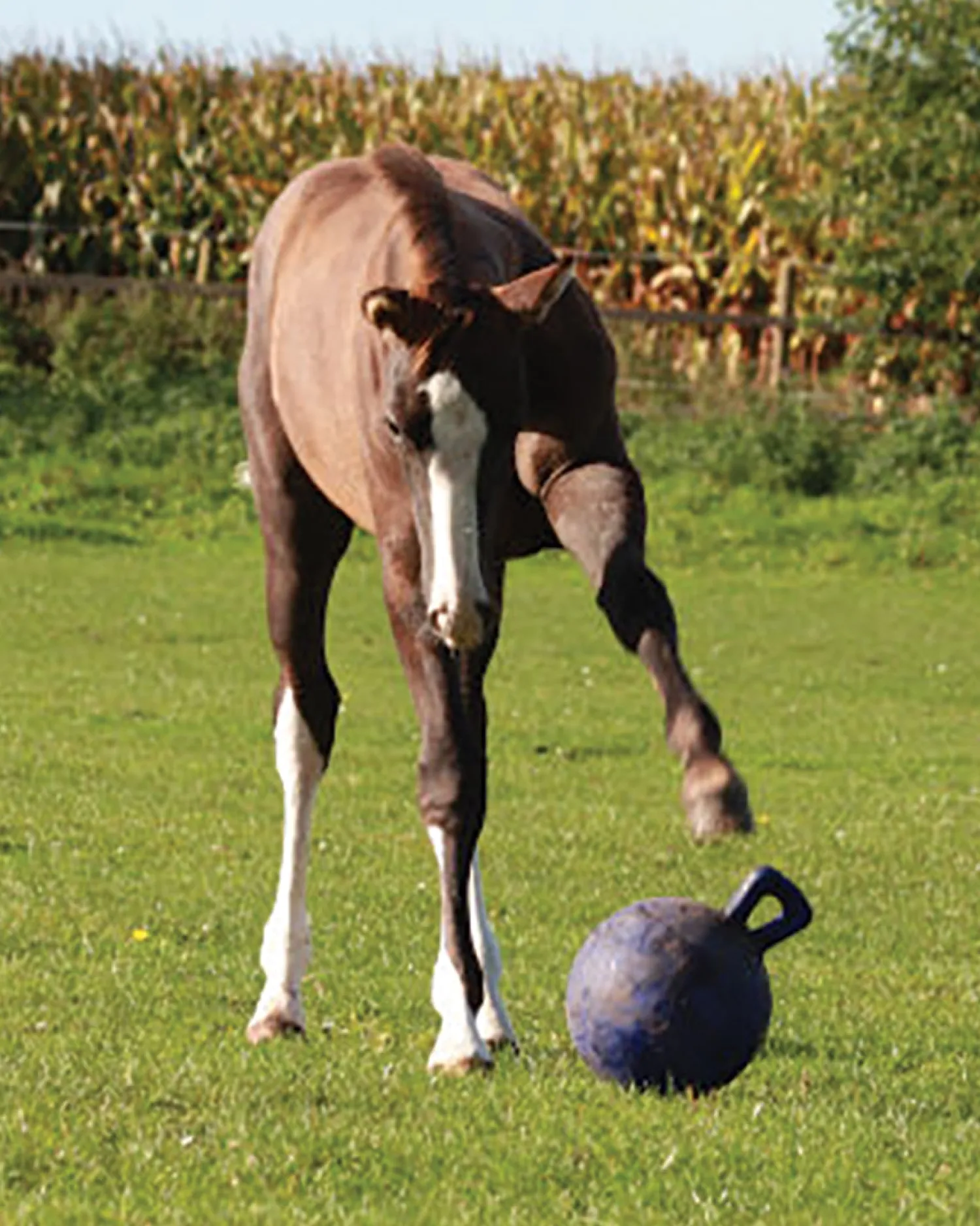 Hot HORSEMEN S PRIDE Horsemen's Pride™ Jolly Ball®