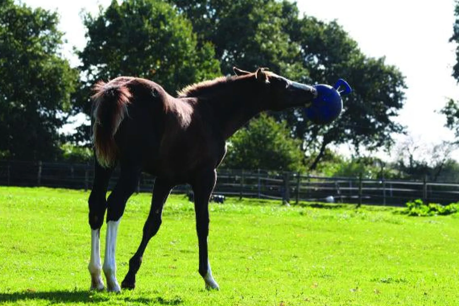 Hot HORSEMEN S PRIDE Horsemen's Pride™ Jolly Ball®