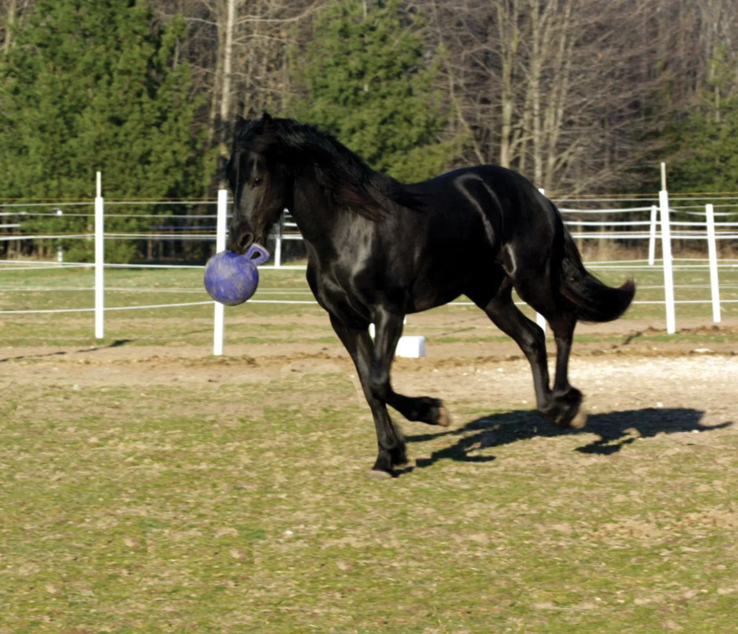 Hot HORSEMEN S PRIDE Horsemen's Pride™ Jolly Ball®