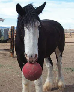 Hot HORSEMEN S PRIDE Horsemen's Pride™ Jolly Ball®