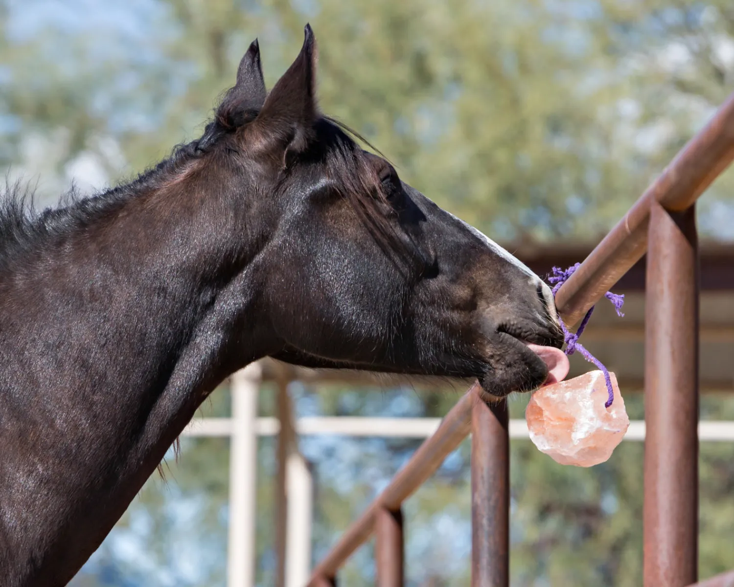 Sale ANIMAL HEALTH INT Horsemen’s Pride™ Jolly Salt Snack, 4.4 Pounds
