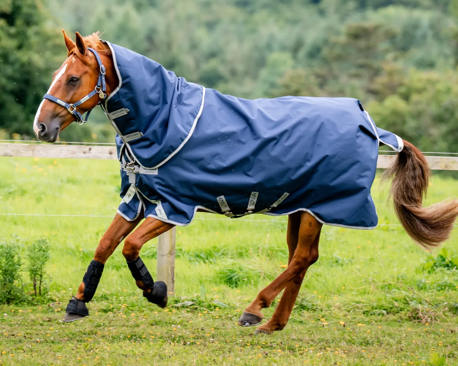 Online HORSEWARE ® Ireland Amigo® 1200D Plus Turnout 250 Gram