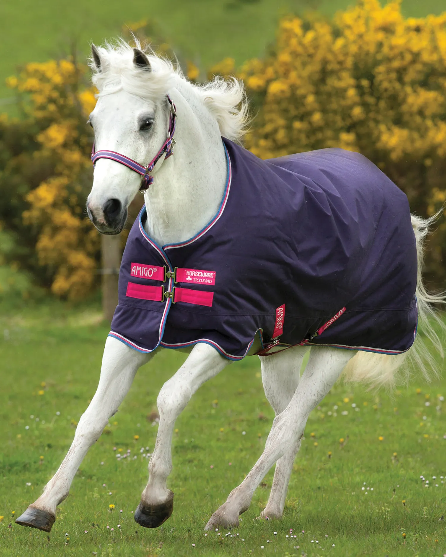 Online HORSEWARE ® Ireland Amigo® Pony Hero 900D Lite Turnout Sheet
