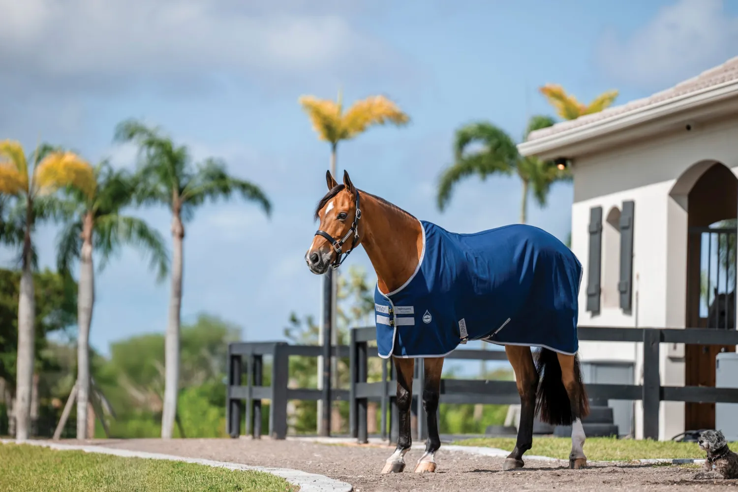 Clearance HORSEWARE ® Ireland Amigo® Stable Sheet–Core Color Navy/Titanium Grey/Silver