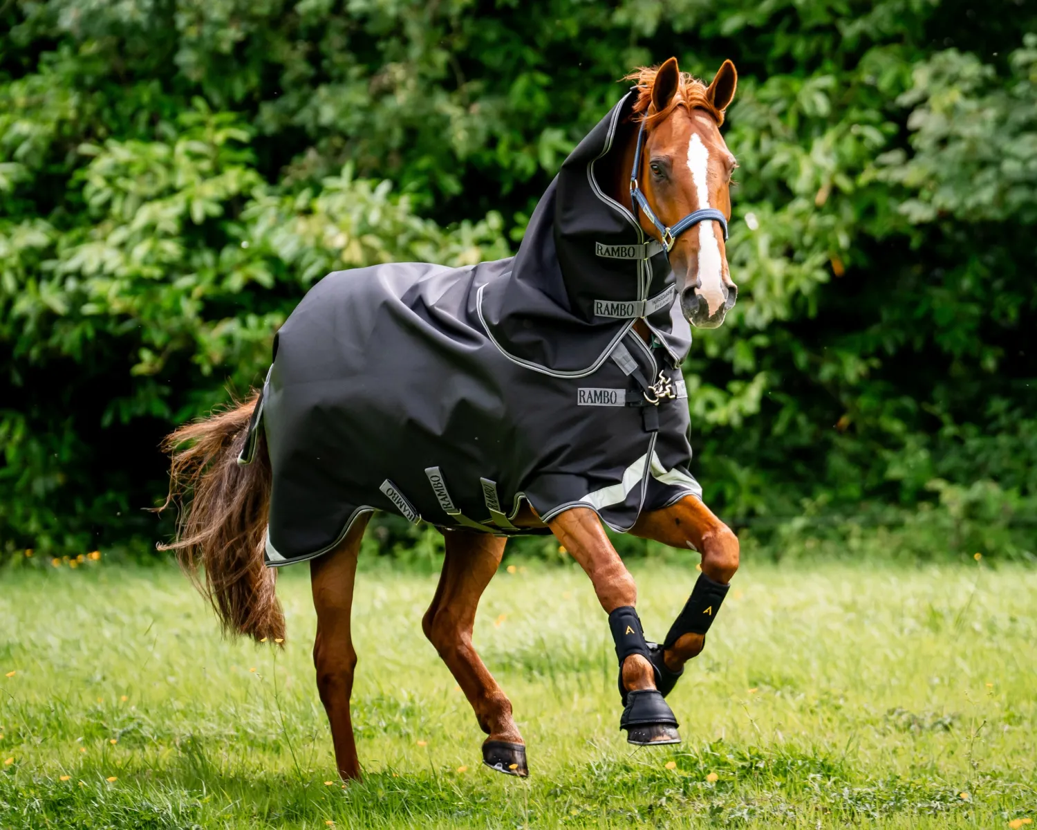 Discount HORSEWARE ® Ireland Rambo® 1680D Vari-Layer Plus Heavy Turnout–450g