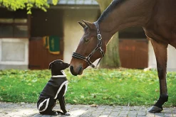 Outlet HORSEWARE ® Ireland Rambo® Waterproof Dog Blanket