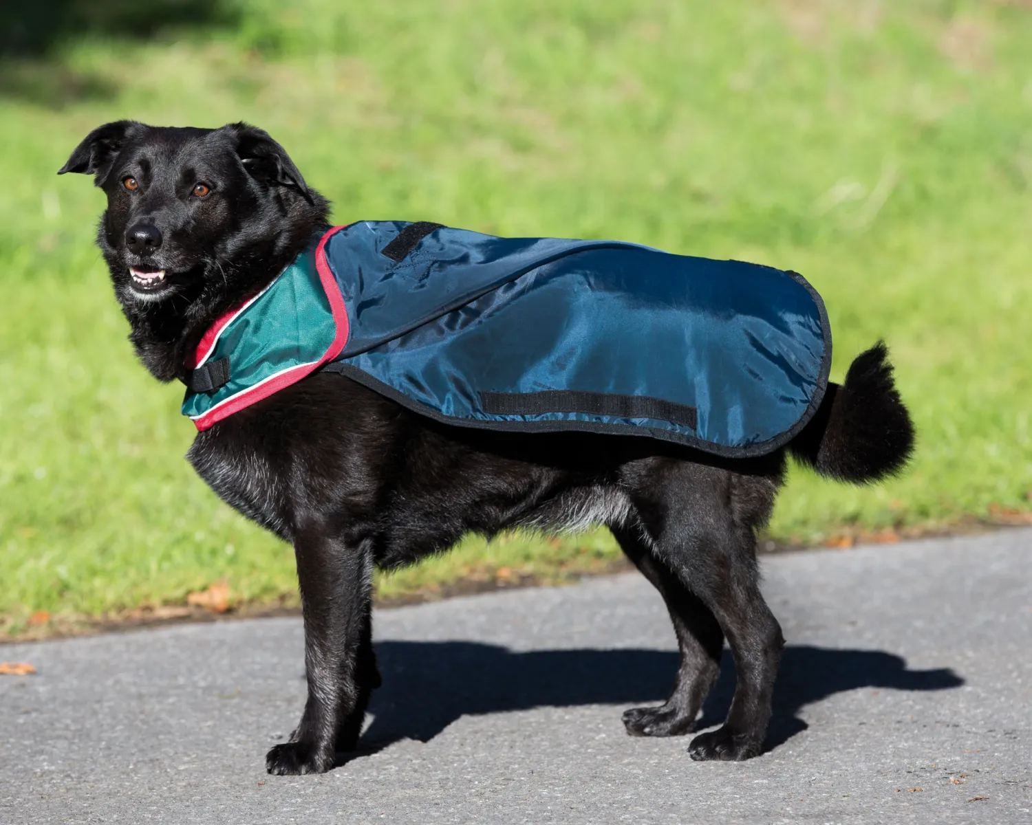 Outlet HORSEWARE ® Ireland Rambo® Waterproof Dog Blanket