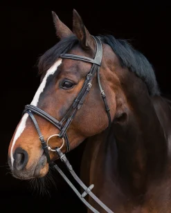 Discount EQUINAVIA Horze Constance Padded Flash Snaffle Bridle