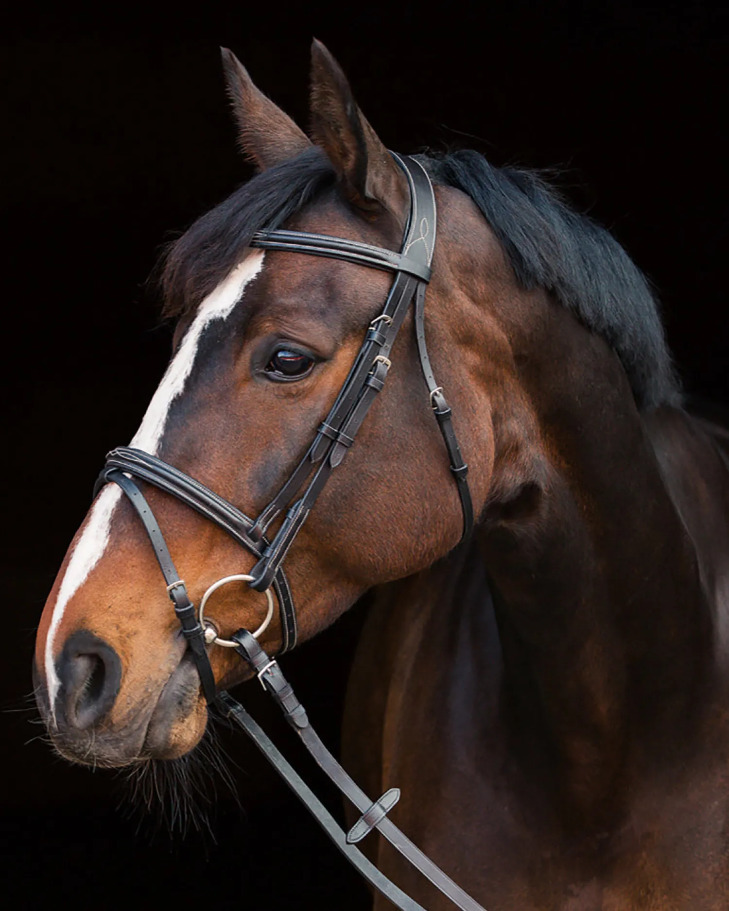 Discount EQUINAVIA Horze Constance Padded Flash Snaffle Bridle