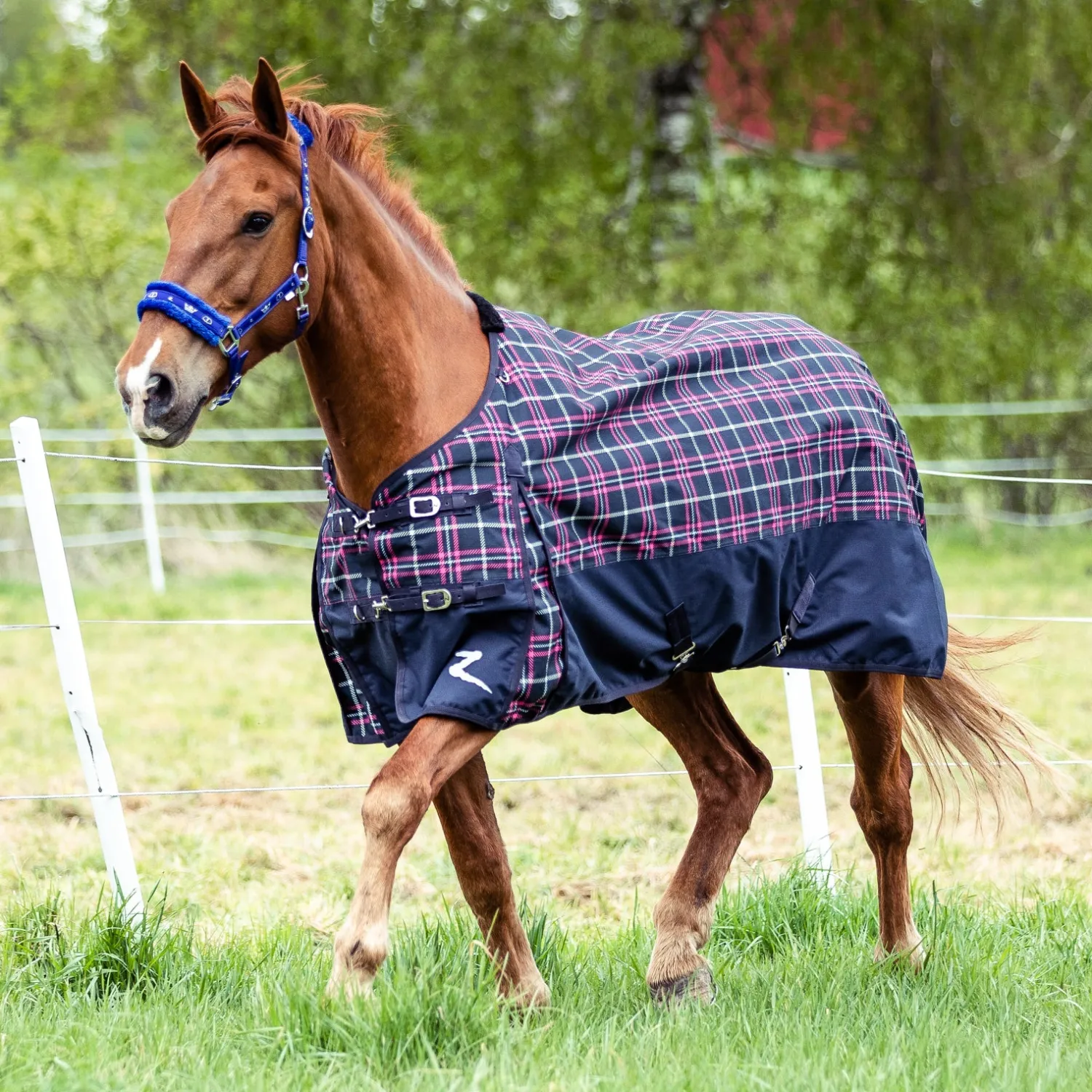 Best EQUINAVIA Horze Nevada 1200D Lightweight Turnout Sheet