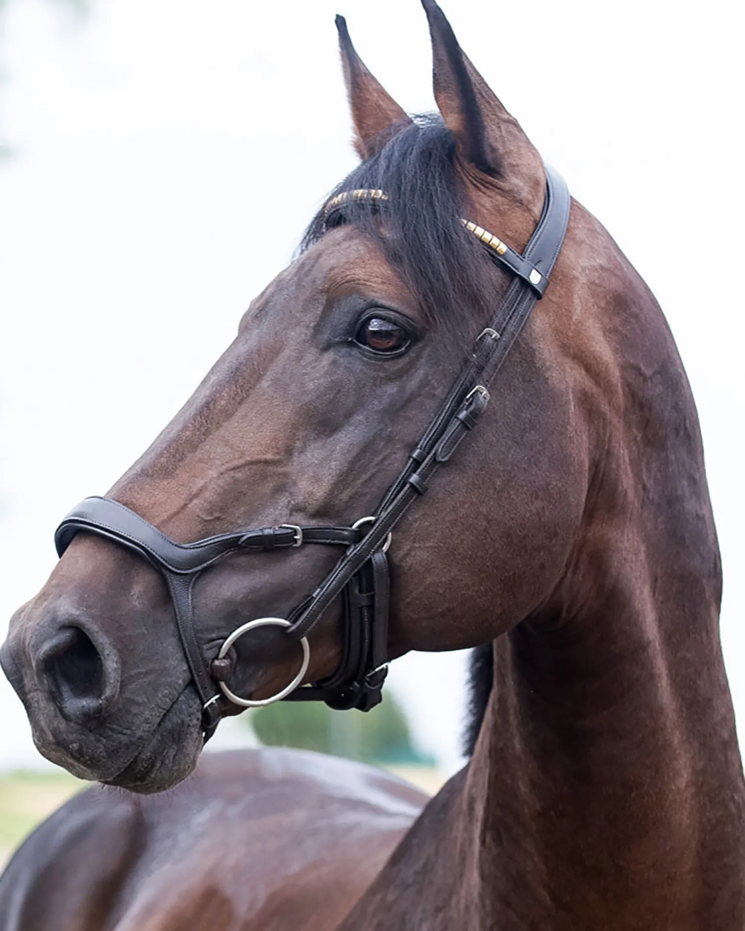 Outlet EQUINAVIA Horze Stewart Bridle
