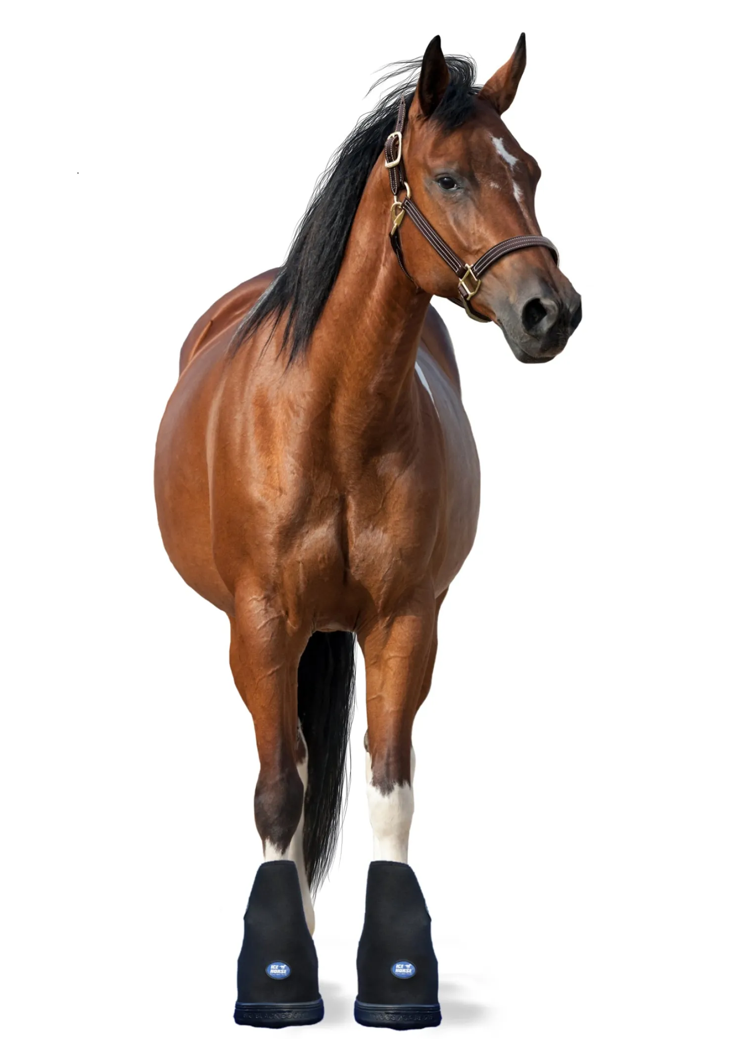 Outlet MACKINNON Ice Horse® Medium Laminitis Pro Boot Black