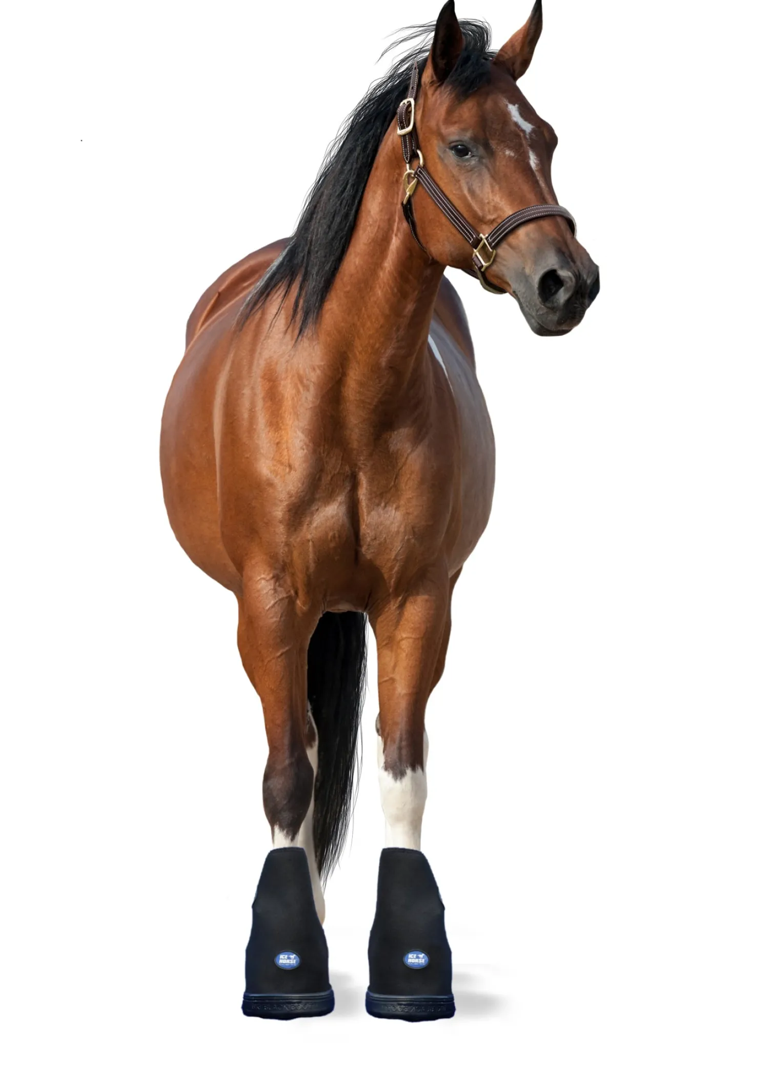 Discount MACKINNON Ice Horse® Small Laminitis Pro Boot Black