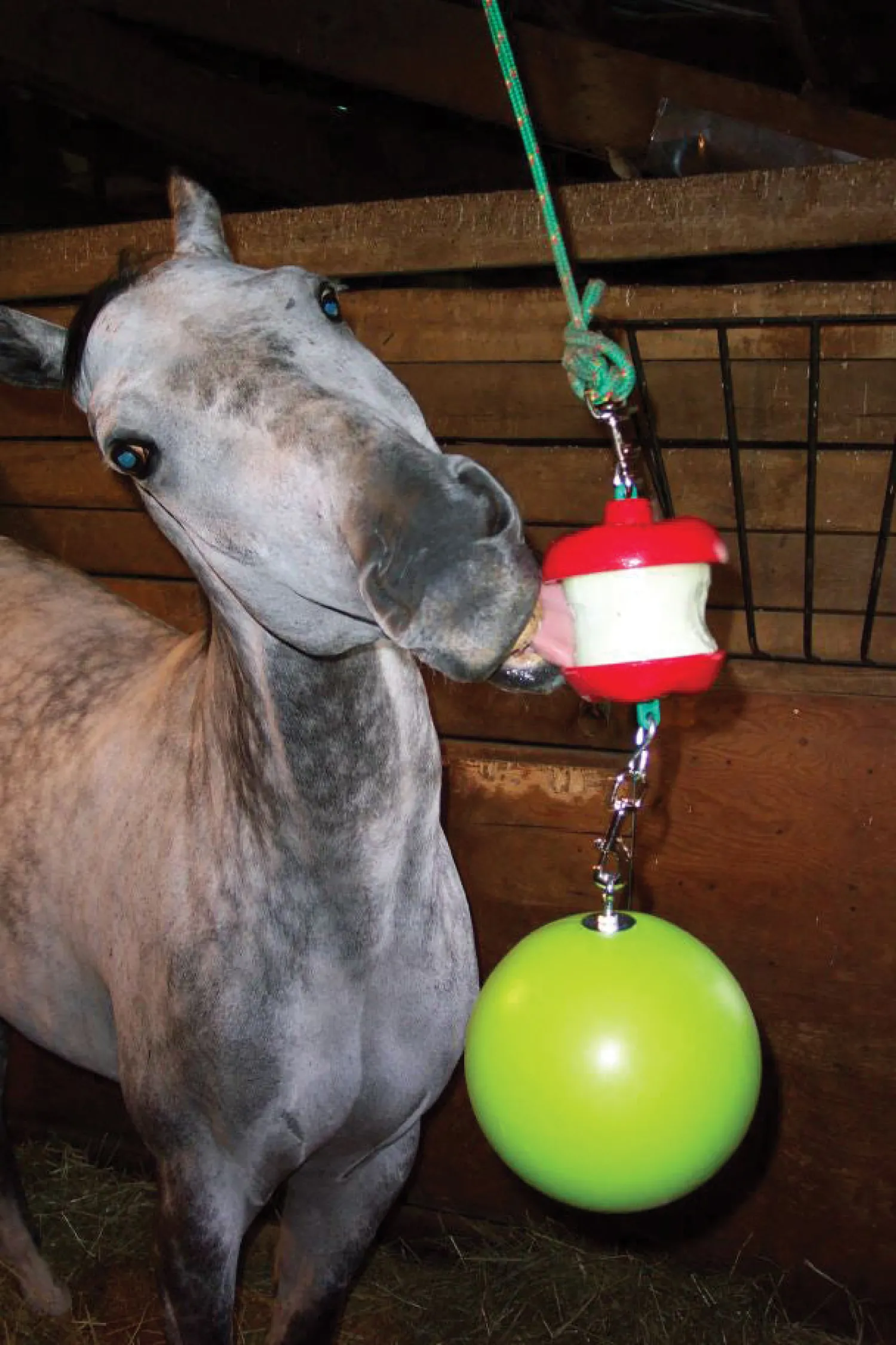 New HORSEMEN S PRIDE Jolly Stall Snack System Horse Toy Apple