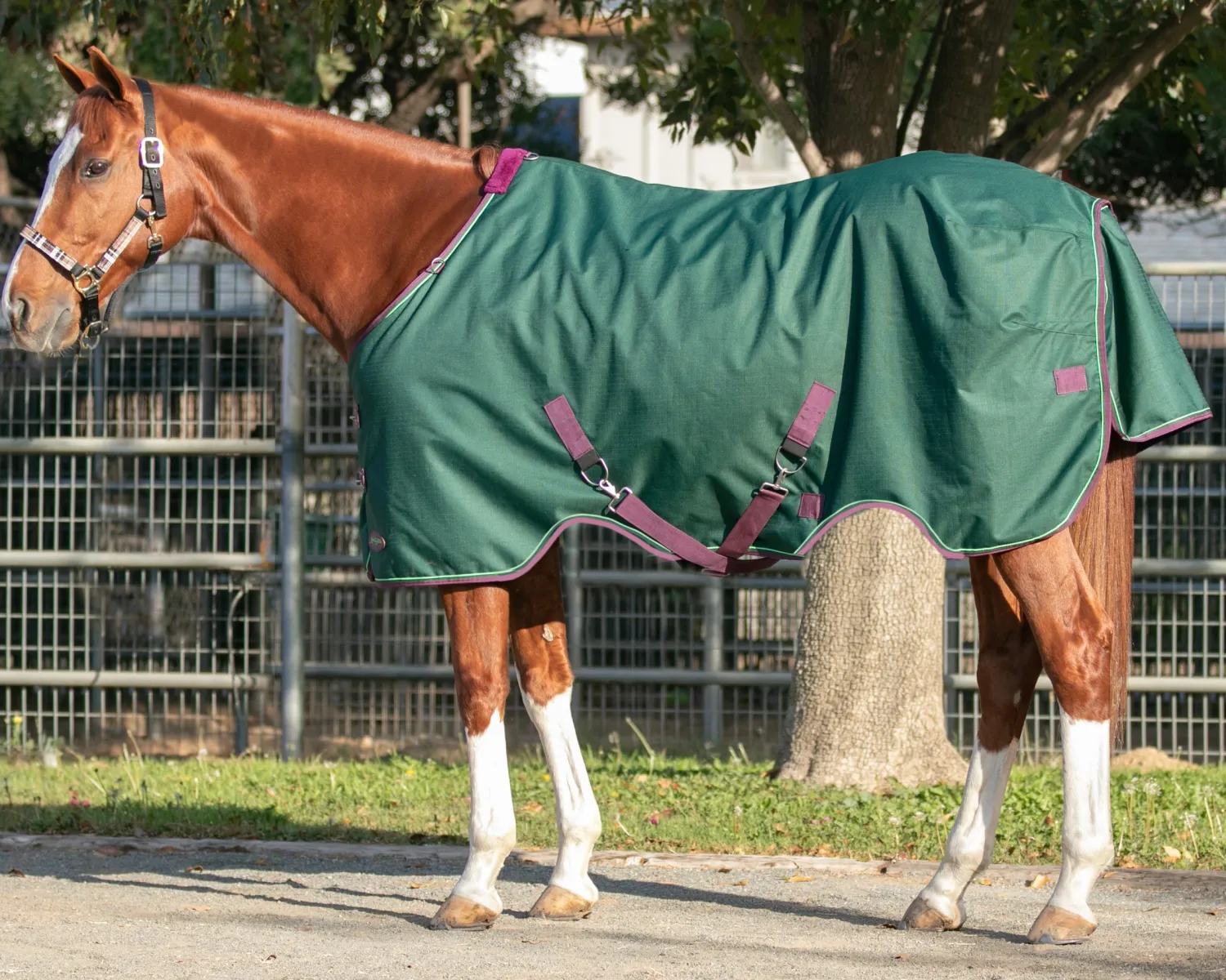 Clearance KENSINGTON ™ Pony Signature Heavyweight Turnout Blanket