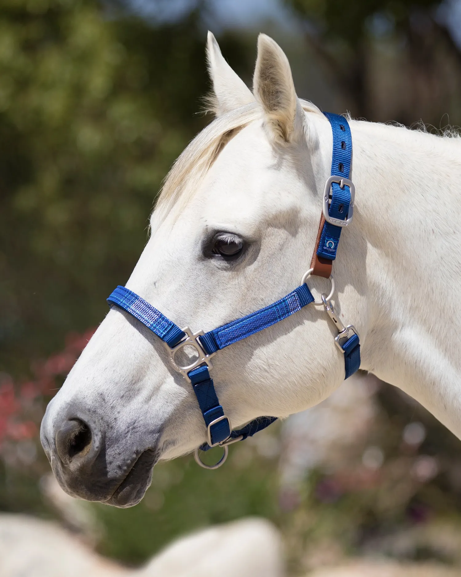 Clearance KENSINGTON ™ Premium Breakaway Halter