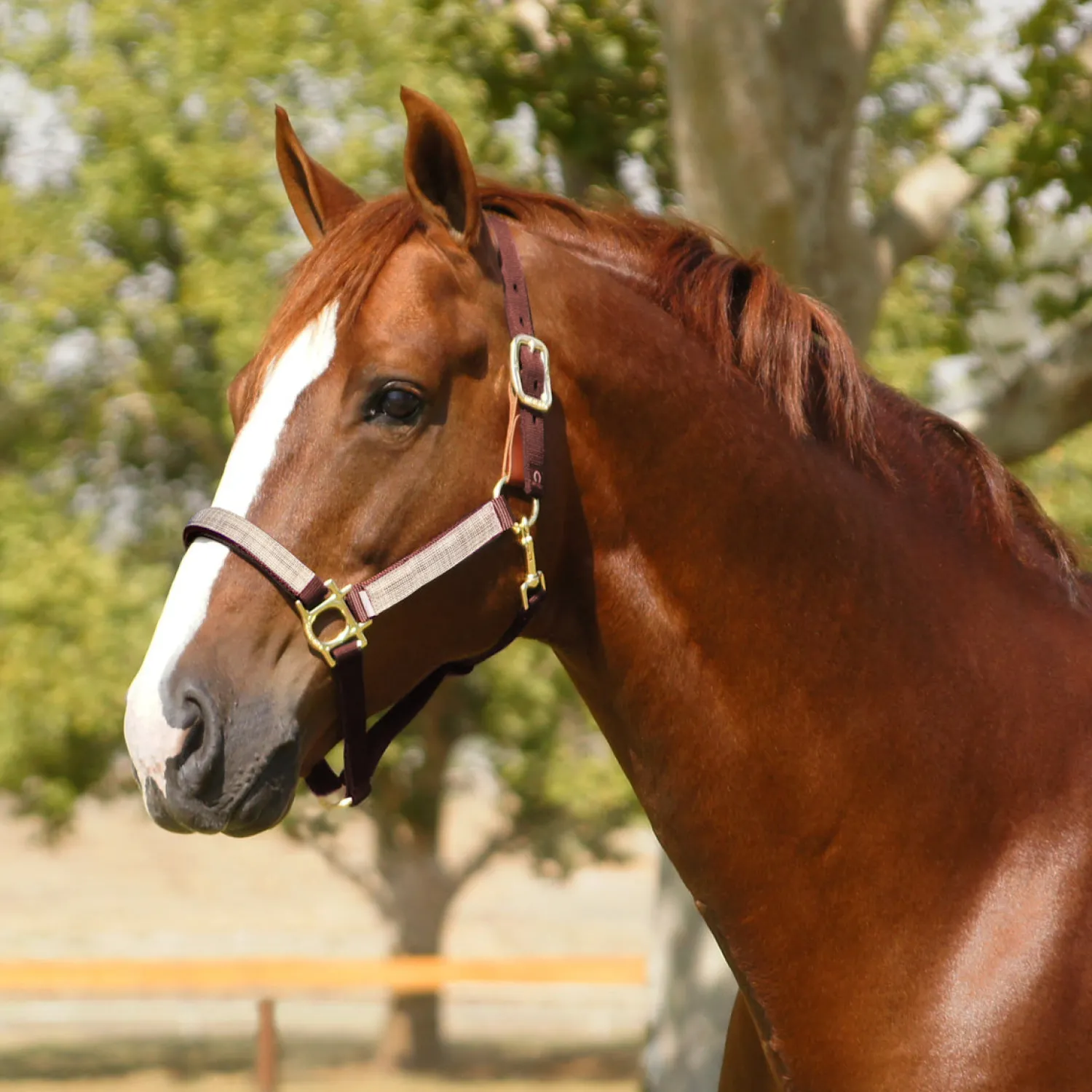Clearance KENSINGTON ™ Premium Breakaway Halter
