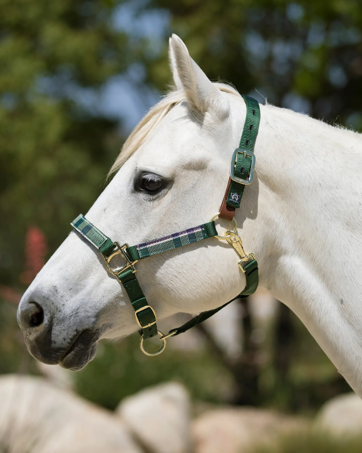 Clearance KENSINGTON ™ Premium Breakaway Halter
